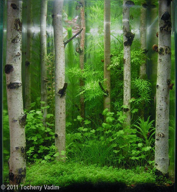 vertical forest aquascaping
