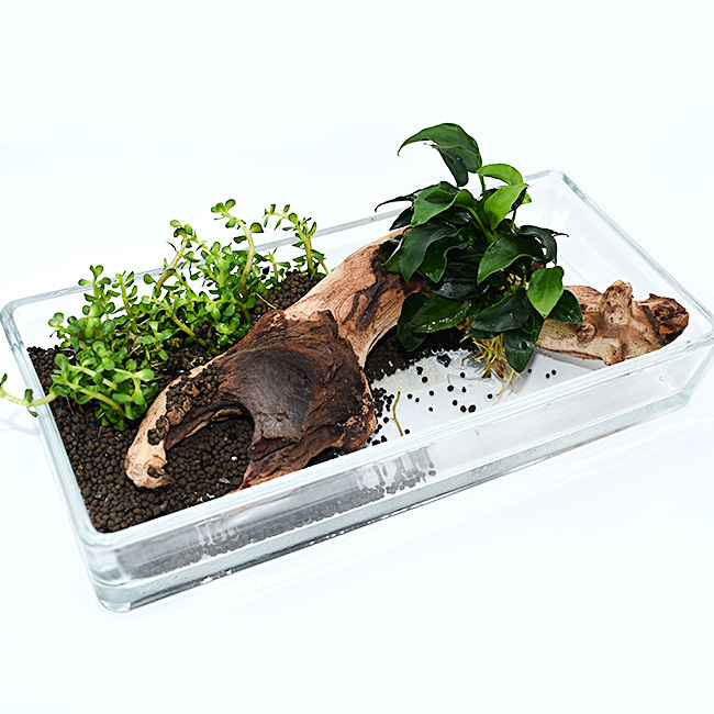 wabi kusa