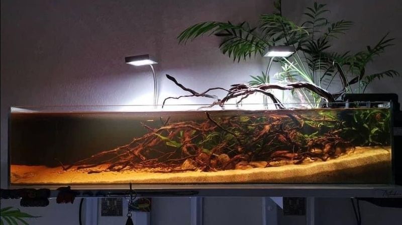 Bois flotté Mopani aquarium biotope amazonien racines aquatiques