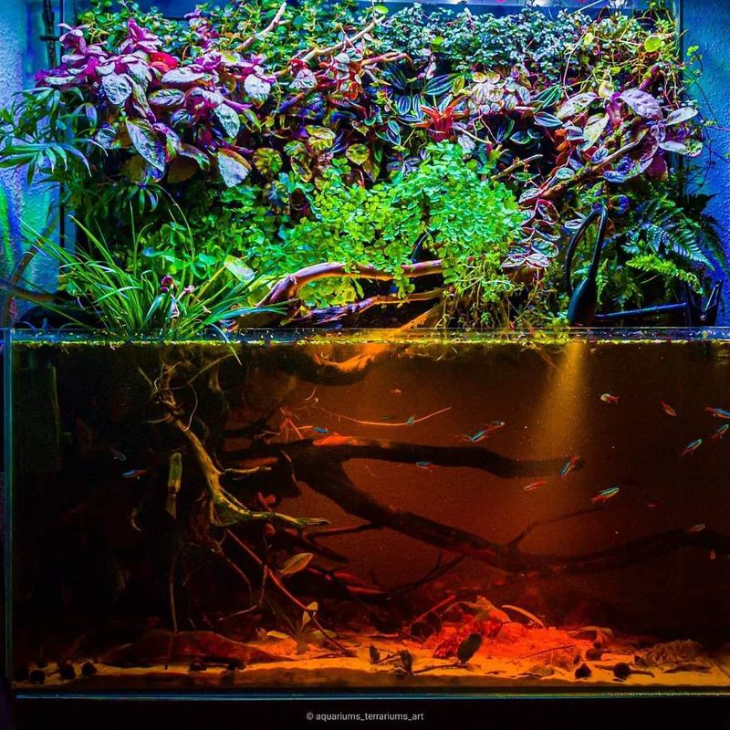 Biotope amazonien blackwater eaux noires poissons Néons Corydoras plantes natives aquarium