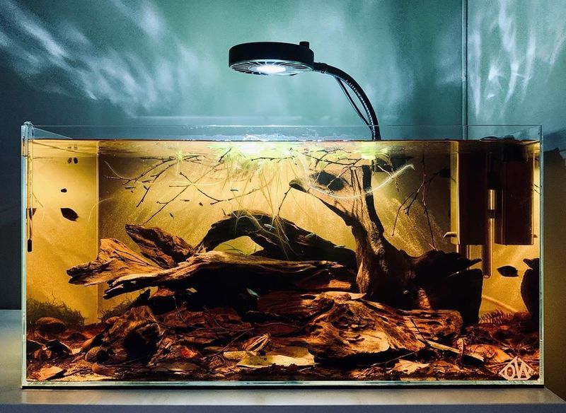 biotope amazonien stabilisé