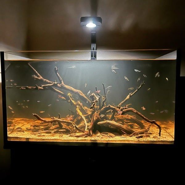 Substrat deux couches Aquasoil sable noir biotope amazonien