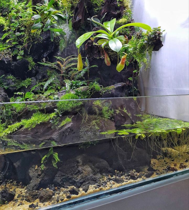 Paludarium tropical mature établi écosystème harmonieux