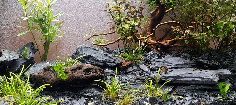 Décor paludarium branches Manzanita roches ardoise liège naturel