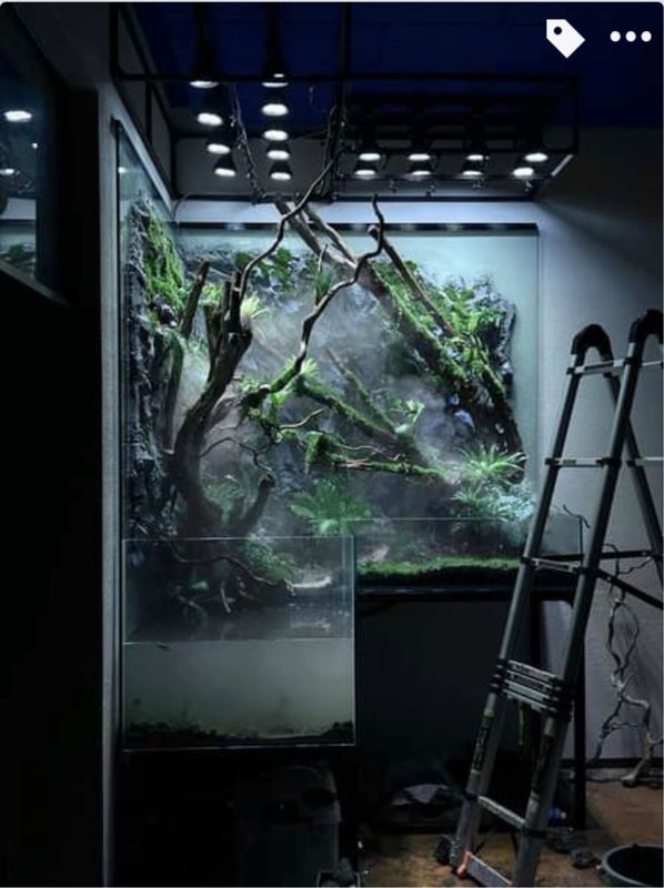 Maintenance paludarium changement eau nettoyage taille plantes hygrométrie