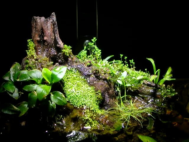 Plantation stratifiée paludarium zones aquatique émergée terrestre plantes grimpantes