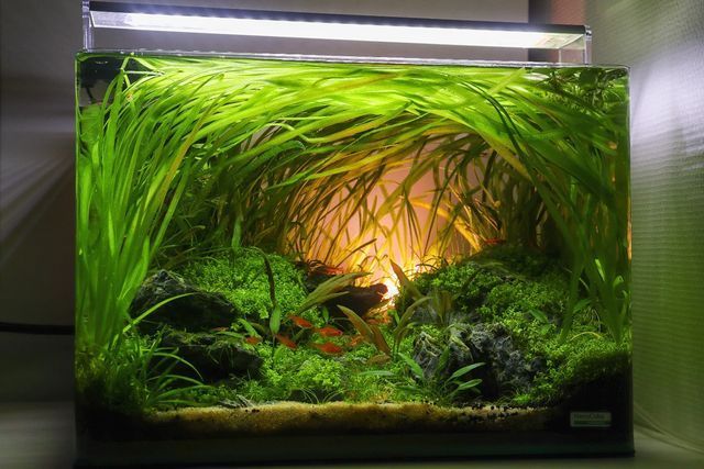 nano aquarium tres planté
