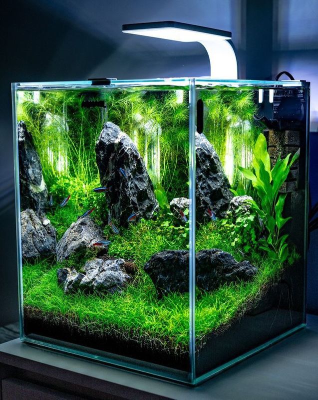 éclairage nano aquarium