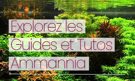 les guides ammannia