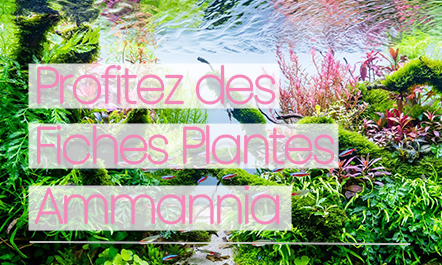fiches plantes aquarium