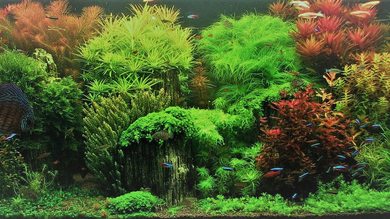 Aquarium 60L