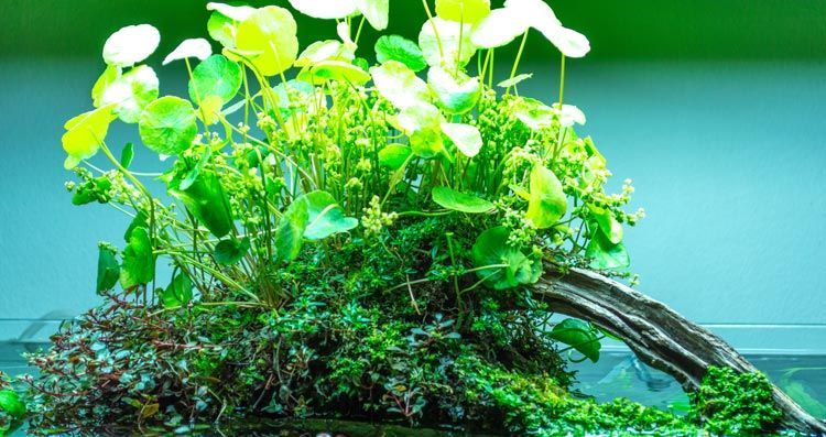 Paludarium débutant