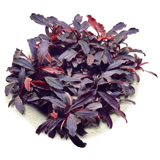 bucephalandra brownie ghost