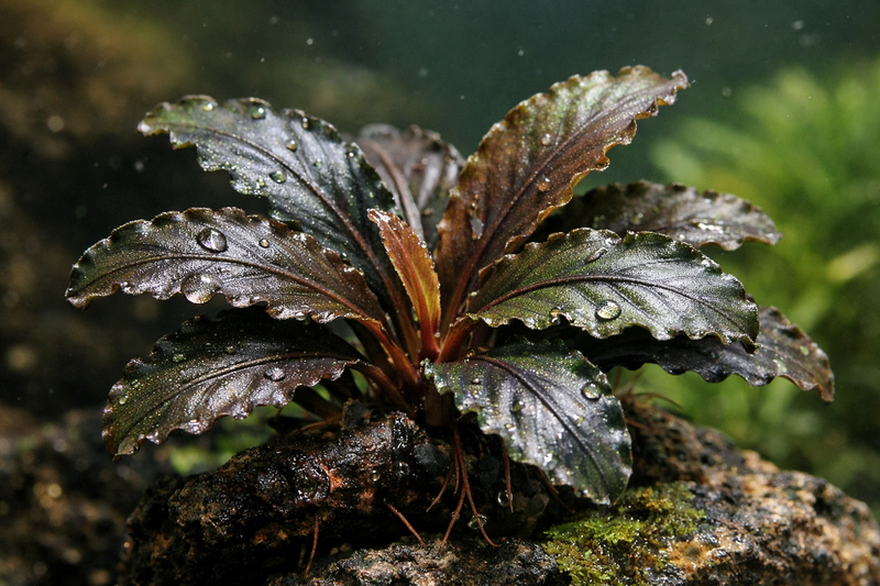 bucephalandra