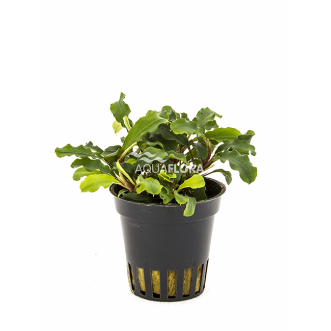 bucephalandra wavy green