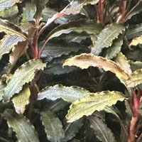 Bucephalandra 'Godzilla