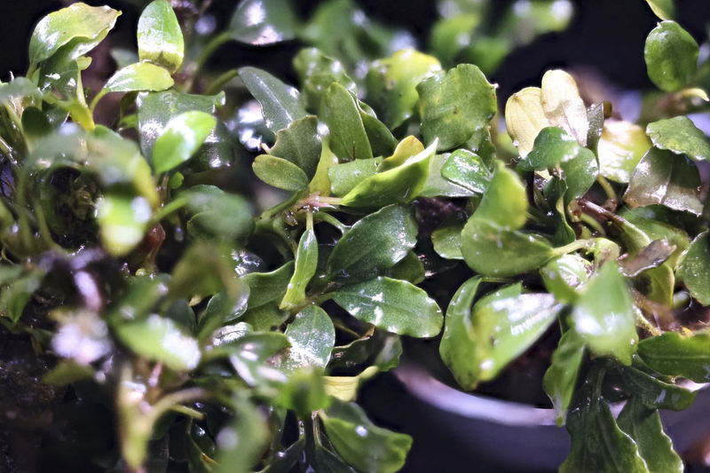 Bucephalandra 'Silver Powder
