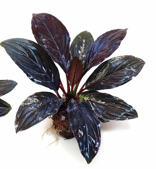 Bucephalandra 'Skeleton King' 