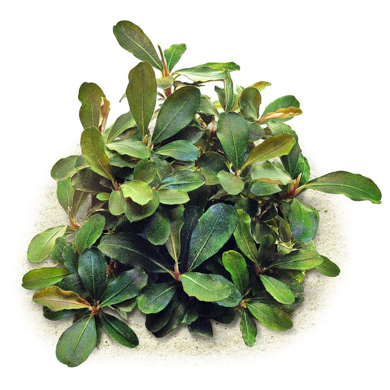 Bucephalandra 'Motleyana