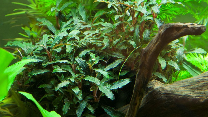 bucephalandra red