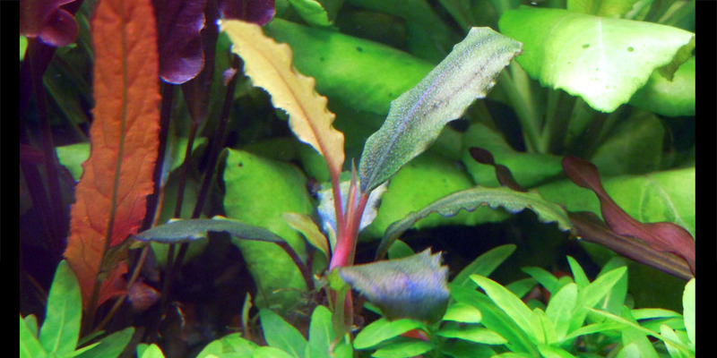 Bucephalandra 'Shine Blue