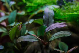 Bucephalandra 'Black Pearl' 