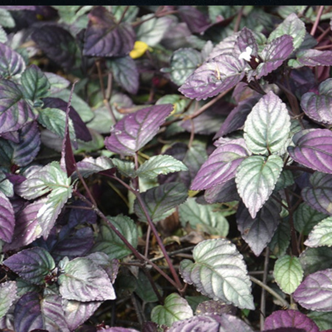 Hemigraphis colorata 