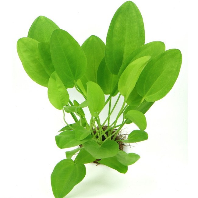 Echinodorus cordifolius