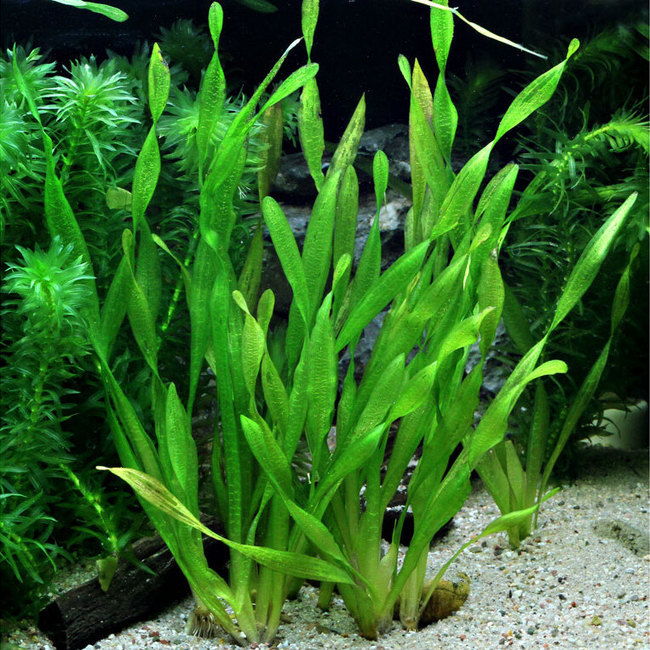 Vallisneria spiralis