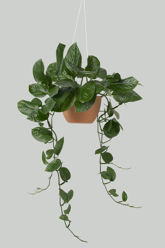 Pothos (Epipremnum aureum)