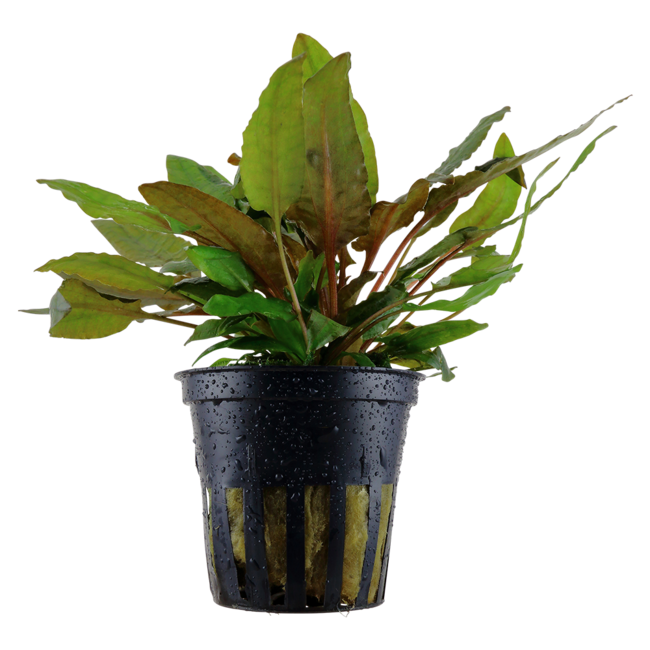 cryptocoryne-wendti