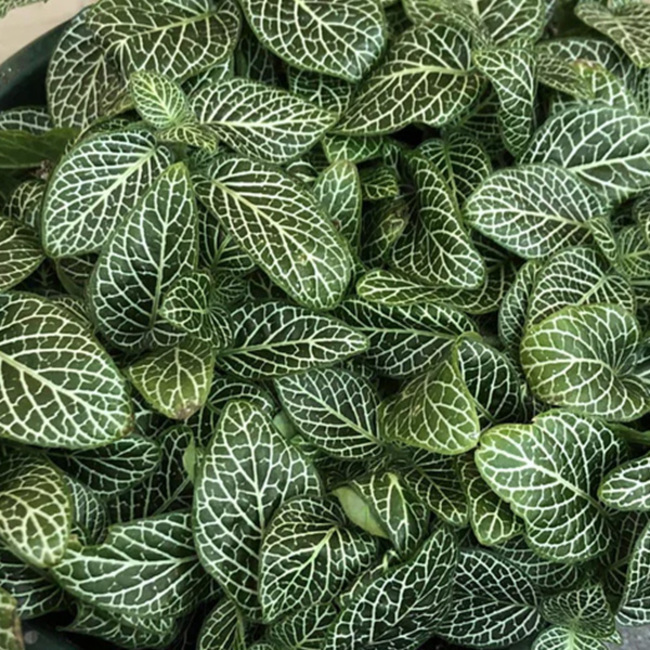 Fittonia