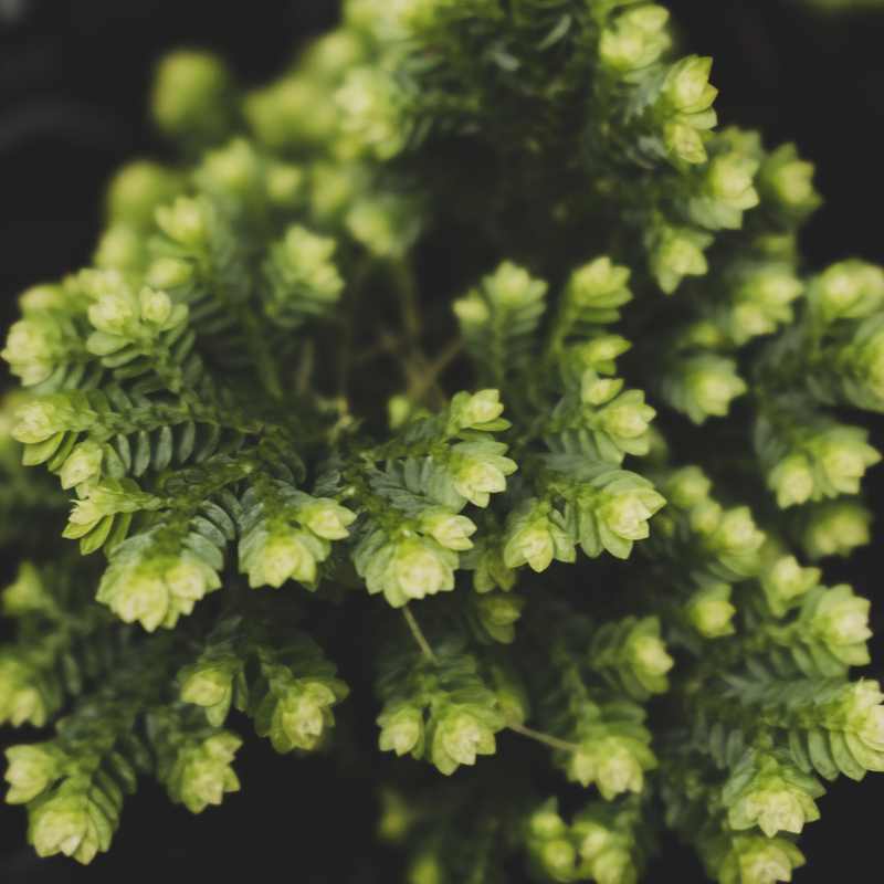 Sélaginelle (Selaginella kraussiana)