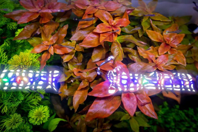 plantes rouges dans un setup