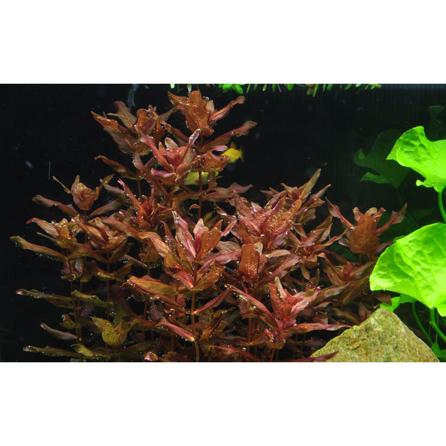 Rotala macrandra