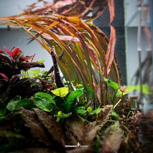 Cryptocoryne rouge