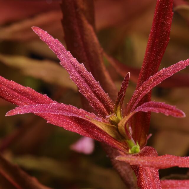 Limnophila aromatica