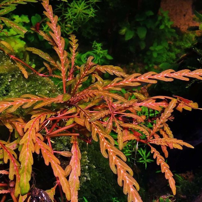 Hygrophila pinnatifida