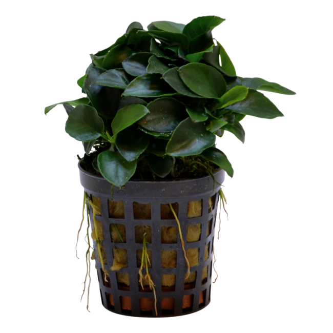 Anubias barteri nana Bonsai , feuilles bullées bosselées effet texturé unique en aquarium aquascape