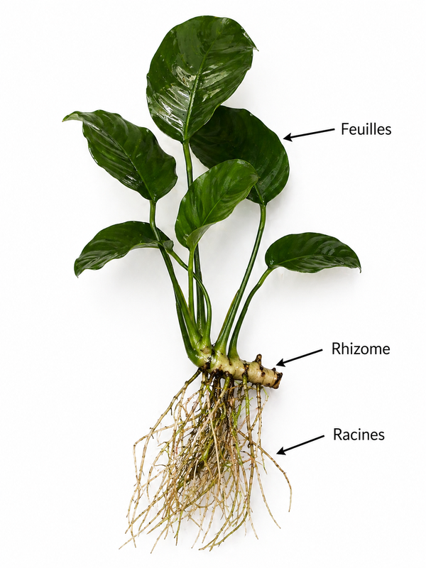 distinguer le rhizome des racines sur l anubias