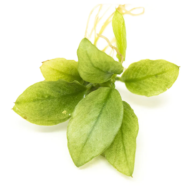 Anubias nana Jade , feuilles vert jade lumineux brillant translucide, cultivar rare aquariophilie spécialisée