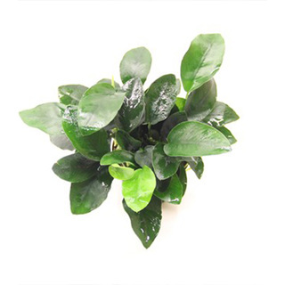 Anubias en aquarium , plante épiphyte africaine aux feuilles vert foncé brillantes, fixée sur racine et roche