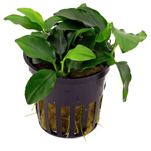 Anubias nana Petite , micro-variété minuscule parfaite pour premier plan nano-aquarium aquascape