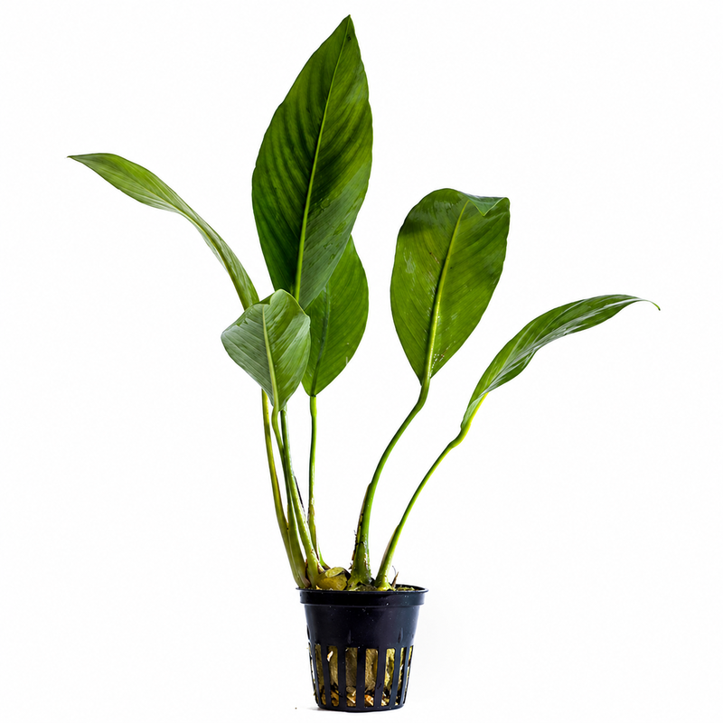 Anubias congensis , feuilles très allongées lancéolées vert brillant, nervures marquées, plante mi-arrière plan