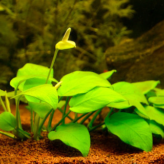 Fleur d'anubia sous l'eau , épi blanc caractéristique des Araceae en aquarium, signe de bonne santé et conditions optimales