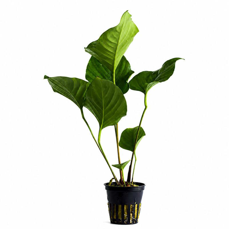 Anubias hastifolia , très grande espèce feuilles en fer de lance vert clair, plante imposante paludarium