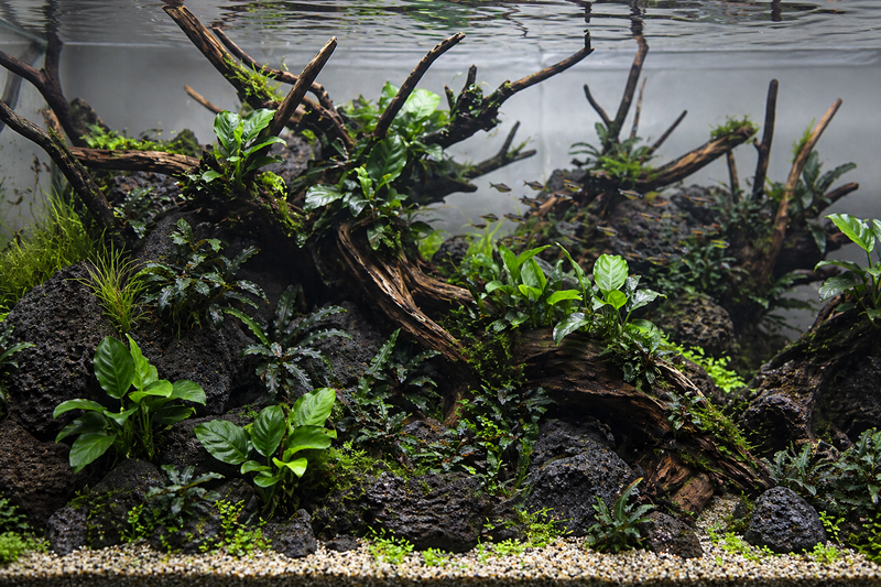 Composition aquarium avec Anubias nana et Bucephalandra sur racines et roches volcaniques , aquascape style Nature Aquarium