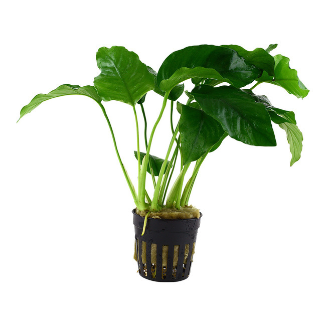 Anubias barteri , grande espèce feuilles larges vert sombre, plante de fond bac africain cichlidés