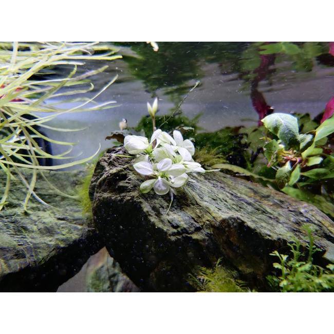 Anubias barteri nana Snow White , feuilles blanches à crème spectaculaires, cultivar rare collectionneur aquarium